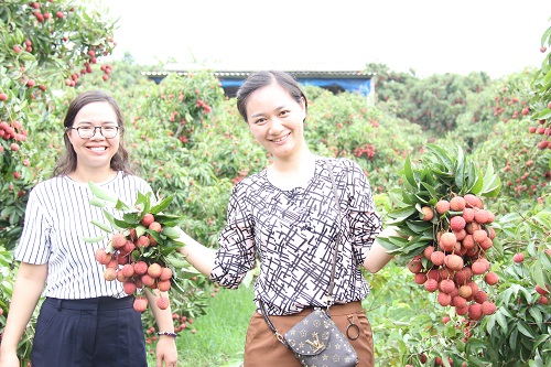 Du khách đến tham quan, trải nghiệm tại vườn vải thiều tại xã Quý Sơn, huyện Lục Ngạn.